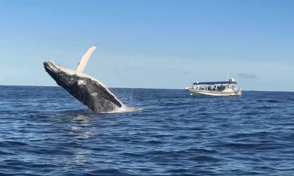 Mooloolaba 2 Hour Whale Watching Experience