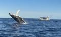 Mooloolaba 2 Hour Whale Watching Experience Thumbnail 1