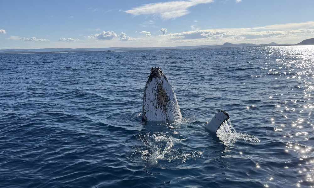whales3