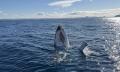 Mooloolaba 2 Hour Whale Watching Experience Thumbnail 3