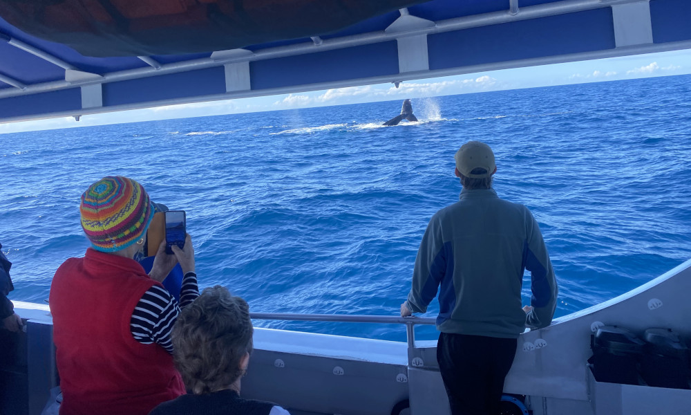whales5