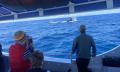 Mooloolaba 2 Hour Whale Watching Experience Thumbnail 5
