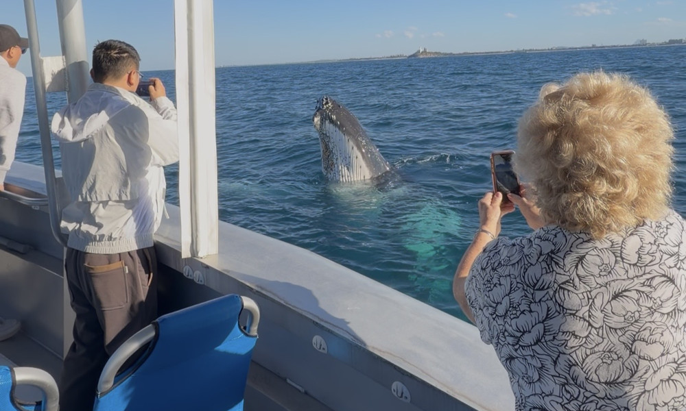 whales6