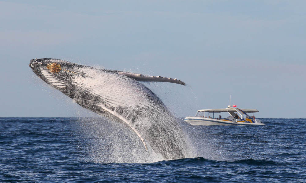 whale jumping out of the water