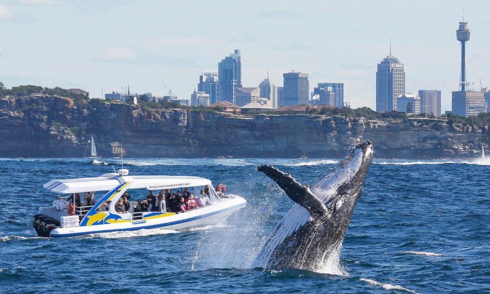 city in background of whale watching
