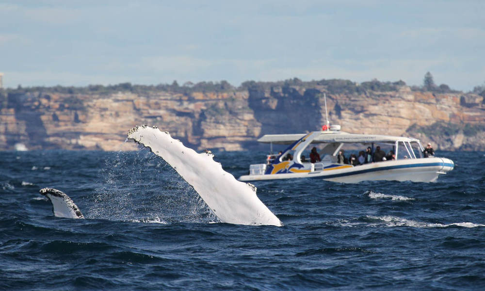 whale fin