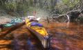 1 Day Noosa Everglades Guided Kayak Tour Thumbnail 5