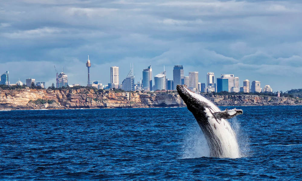 whale jumping out of the water