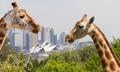 Taronga Zoo Entry and 1-Day Harbour Ferry Pass with Sky Safari Thumbnail 3
