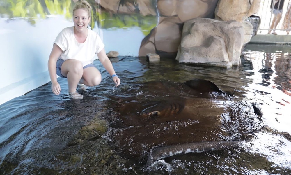 Whipray Encounter Crocosaurus Cove