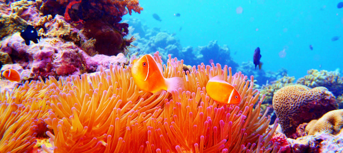 townsville great barrier reef tours