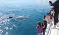 Hervey Bay Full Day Whale Watching Cruise including Lunch Thumbnail 4