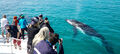 Hervey Bay Full Day Whale Watching Cruise including Lunch Thumbnail 1