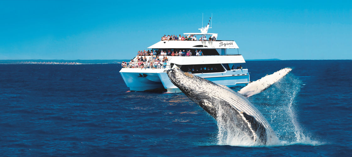 cruise for whale watching