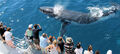Hervey Bay Half Day Whale Watching Cruise Thumbnail 3