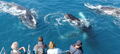 Hervey Bay Half Day Whale Watching Cruise Thumbnail 6