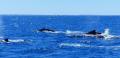 Hervey Bay Morning Whale Watching Cruise Thumbnail 2