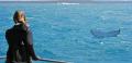 Hervey Bay Morning Whale Watching Cruise Thumbnail 3