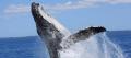 Hervey Bay Morning Whale Watching Cruise Thumbnail 4