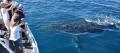 Whale Watching Cruise from Mooloolaba Thumbnail 4