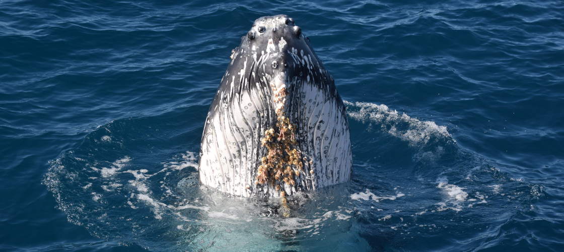 whale head coming out of water