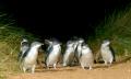 Phillip Island Tour with Penguins Plus Viewing Thumbnail 6