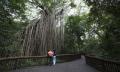 Yungabarra Heritage and Rainforest Tour From Cairns Thumbnail 1