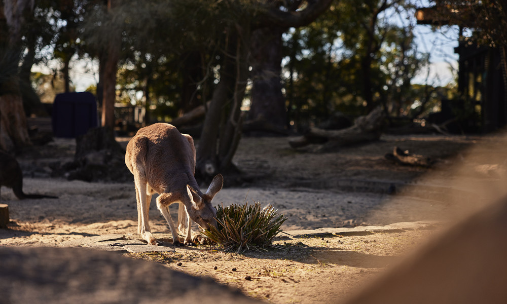 taronga3
