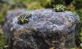 Taronga Zoo Sydney General Admission Thumbnail 6