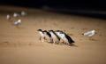 Phillip Island Nature Parks Penguin Parade Entry Thumbnail 1