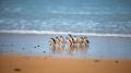 Phillip Island Nature Parks Penguin Parade Entry Thumbnail 2