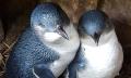 Phillip Island Nature Parks Penguin Parade Entry Thumbnail 5