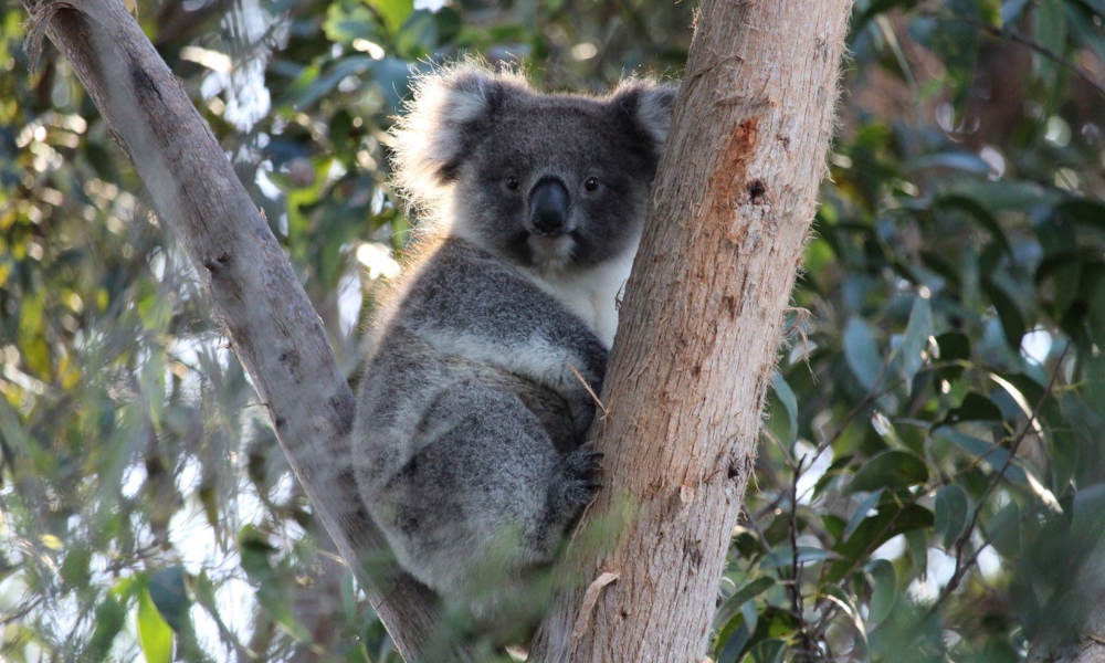 Koala