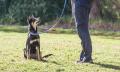 Melbourne Dog Training Thumbnail 2