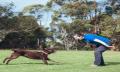 Melbourne Dog Training Thumbnail 3