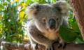 Currumbin Wildlife Sanctuary Tickets Thumbnail 6