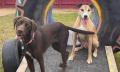 Melbourne Doggy Daycare Thumbnail 4