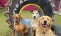 Melbourne Doggy Daycare Thumbnail 2