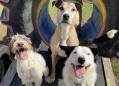 Melbourne Doggy Daycare Thumbnail 6