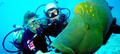Scuba Diving Mornington Peninsula with Weedy Sea Dragons Thumbnail 2