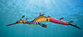 Scuba Diving Mornington Peninsula with Weedy Sea Dragons Thumbnail 1