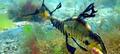 Mornington Peninsula Weedy Sea Dragons Snorkel Tour Thumbnail 3