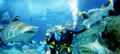 Melbourne Aquarium Shark Dive Xtreme Thumbnail 1