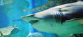 Melbourne Aquarium Shark Dive Xtreme Thumbnail 4