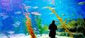 Melbourne Aquarium Shark Dive Xtreme Thumbnail 5
