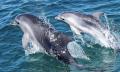 Dolphin and Seal Swim Tour in Queenscliff Thumbnail 1