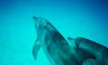Dolphin and Seal Swim Tour in Queenscliff Thumbnail 3