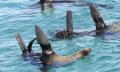 Dolphin and Seal Swim Tour in Queenscliff Thumbnail 5
