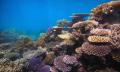 Great Barrier Reef Snorkel Trip from Cape Tribulation Thumbnail 6