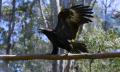 Eagles Heritage Encounters and Birds of Prey Forest Walk Thumbnail 3
